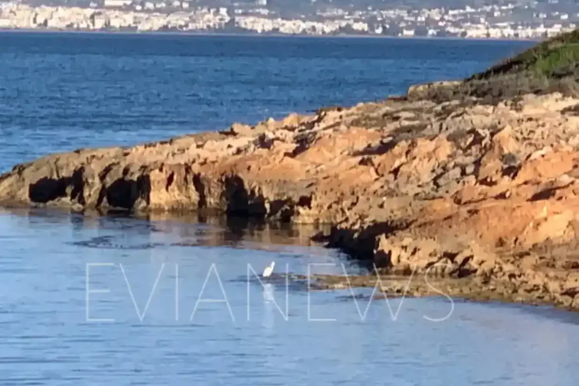 Άφωνοι έμειναν στην Εύβοια με το μοναχικό πλάσμα