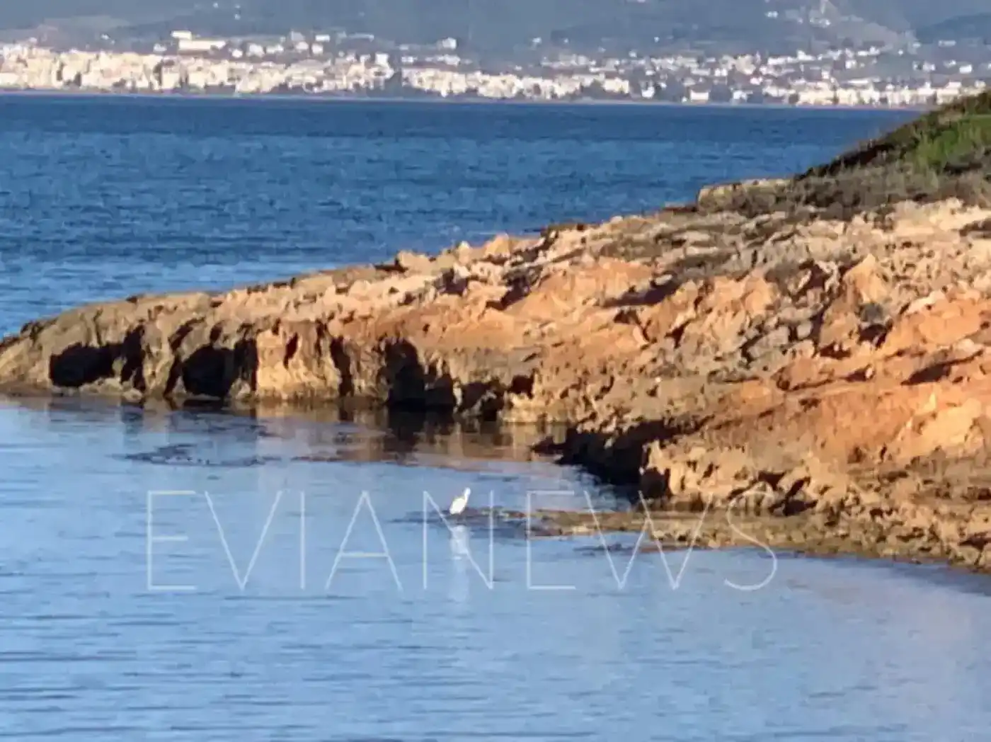 Άφωνοι έμειναν στην Εύβοια με το μοναχικό πλάσμα