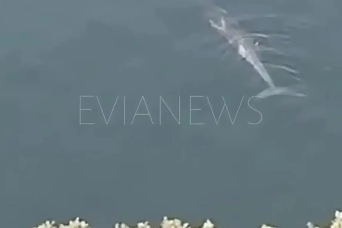 Εύβοια: Ένα τεράστιο ψάρι πλησιάζει την ακτή