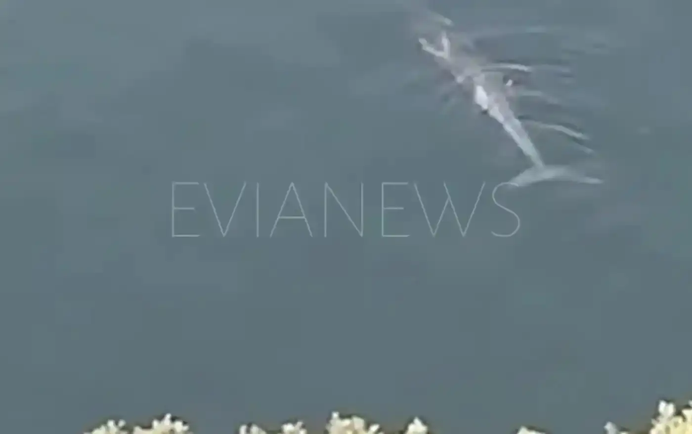 Εύβοια: Ένα τεράστιο ψάρι πλησιάζει την ακτή