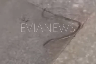 Φίδι