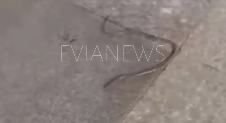 Φίδι
