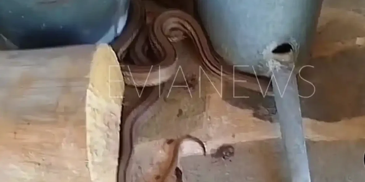 Φίδι