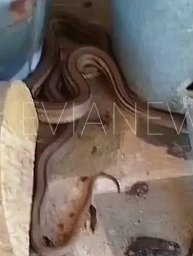 Φίδι