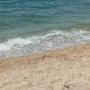 Μια μαύρη γραμμή στην αμμουδιά