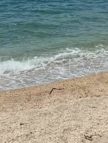Μια μαύρη γραμμή στην αμμουδιά