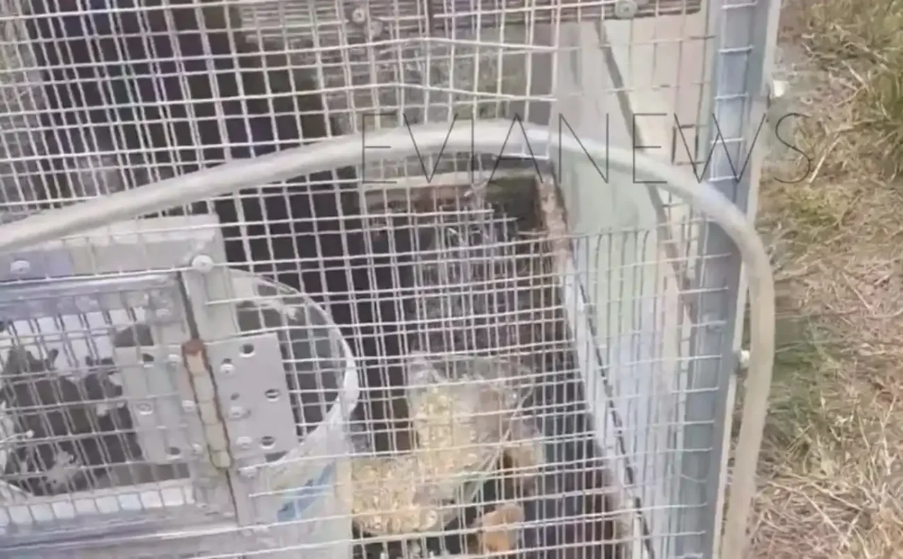 Πρωτοφανές θέαμα περίμενε έναν κάτοικο της Εύβοιας όταν πήγε στο κοτέτσι του για να μαζέψει αυγά