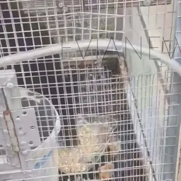 Πρωτοφανές θέαμα περίμενε έναν κάτοικο της Εύβοιας όταν πήγε στο κοτέτσι του για να μαζέψει αυγά