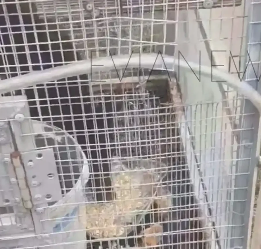 Πρωτοφανές θέαμα περίμενε έναν κάτοικο της Εύβοιας όταν πήγε στο κοτέτσι του για να μαζέψει αυγά