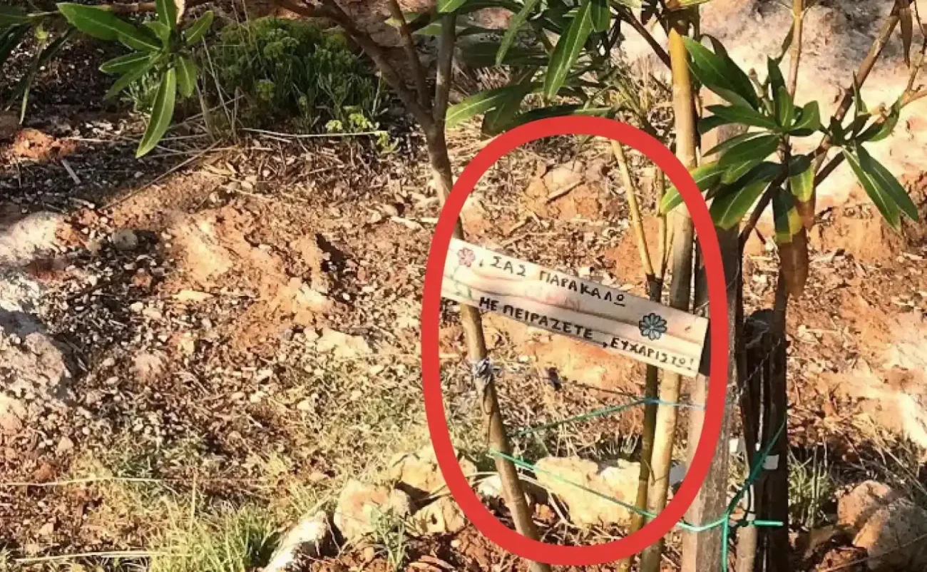 Λουλούδι στην Εύβοια