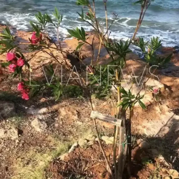 Λουλούδι στην Εύβοια