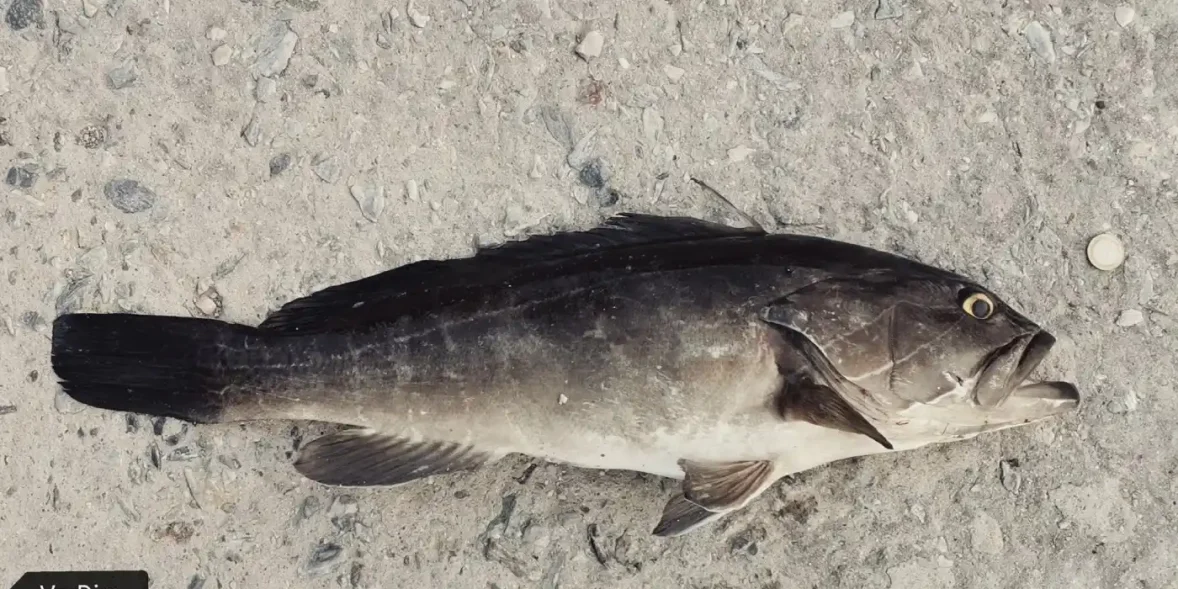 Ψάρι στη θάλασσα