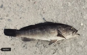 Ψάρι στη θάλασσα