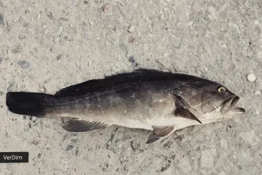 Ψάρι στη θάλασσα