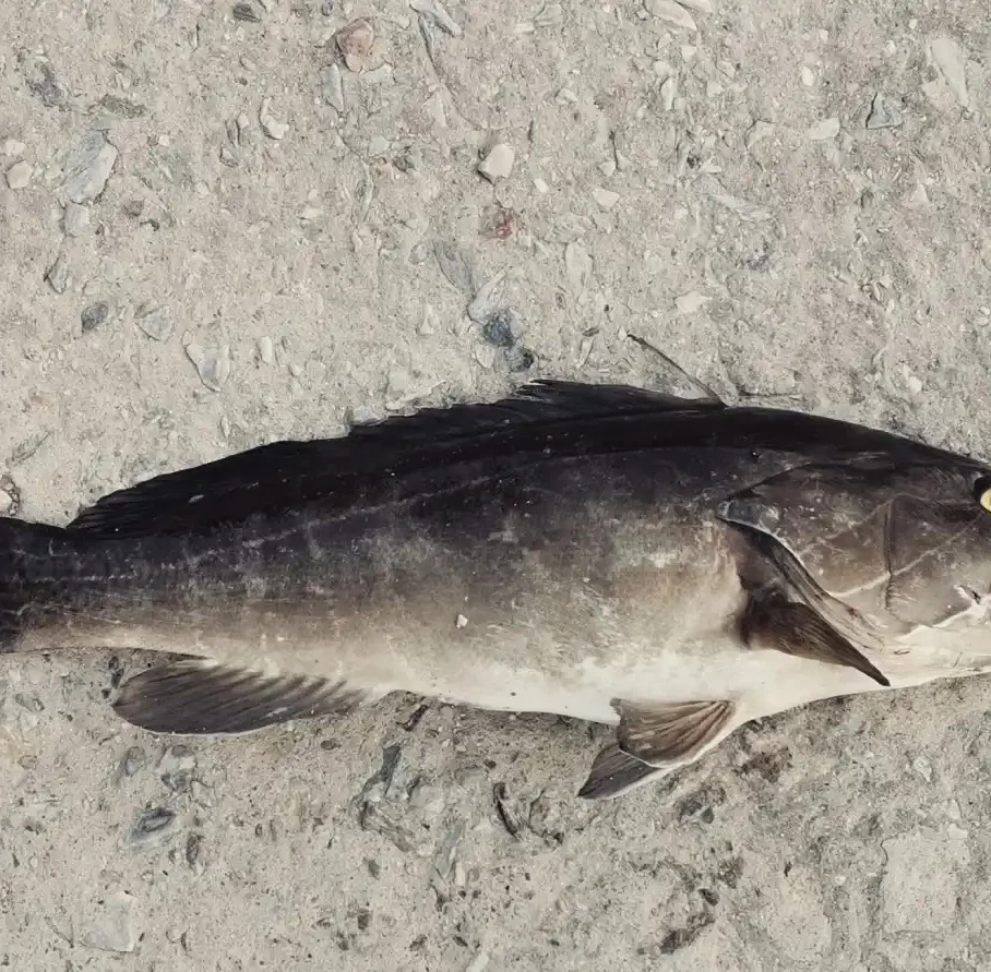 Ψάρι στη θάλασσα
