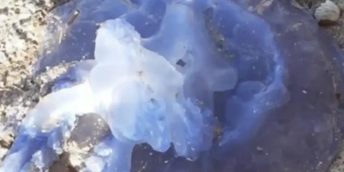 Μωβ μέδουσες Εύβοια: O εφιάλτης του καλοκαιριού