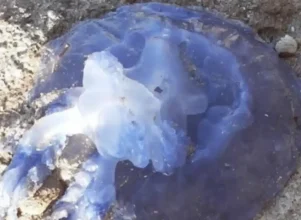 Μωβ μέδουσες Εύβοια: O εφιάλτης του καλοκαιριού