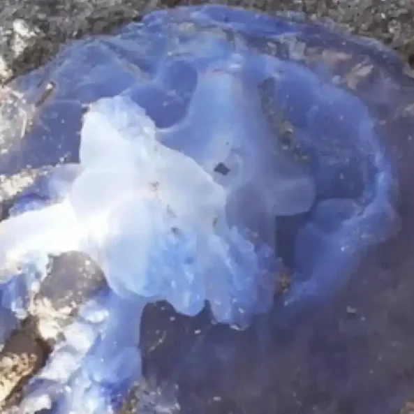 Μωβ μέδουσες Εύβοια: O εφιάλτης του καλοκαιριού