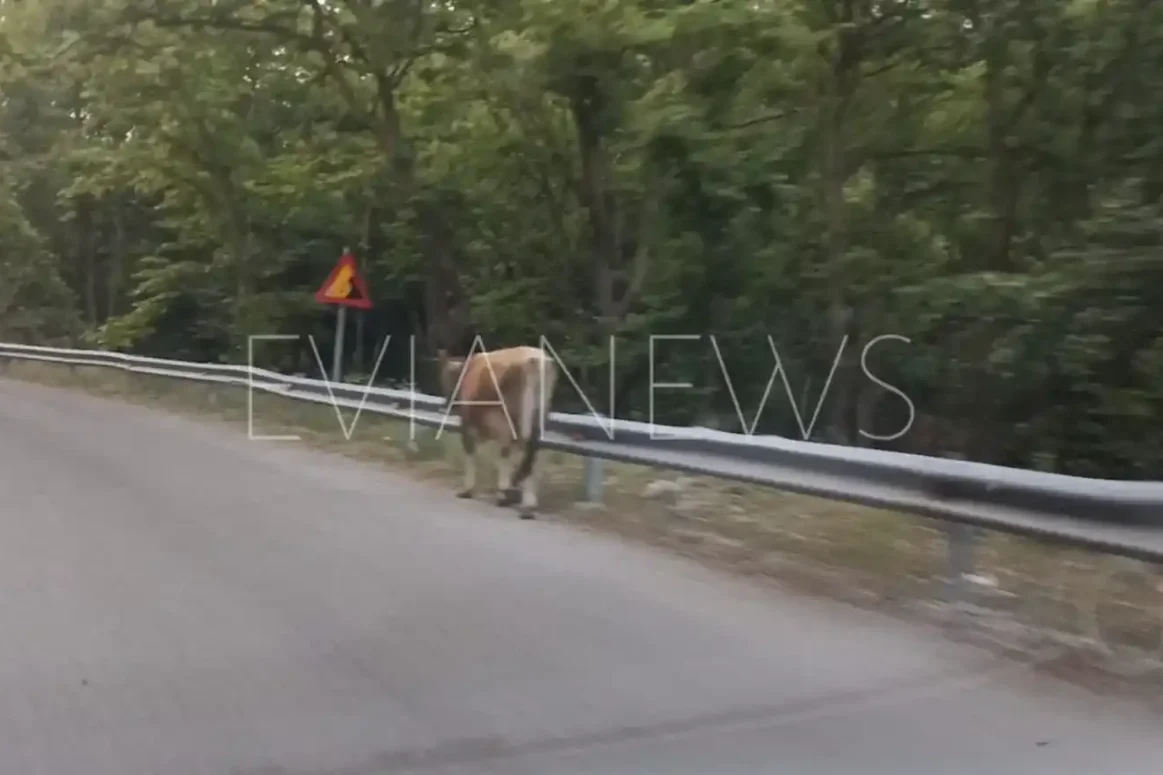 Ένα πλάσμα σε δρόμο στην Εύβοια