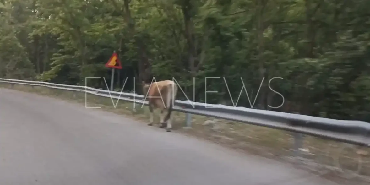 Ένα πλάσμα σε δρόμο στην Εύβοια