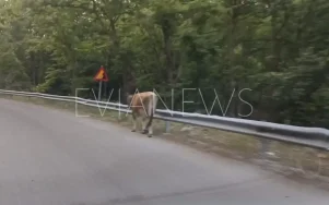 Ένα πλάσμα σε δρόμο στην Εύβοια