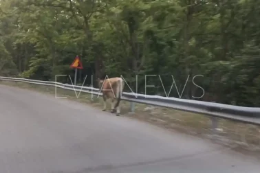Ένα πλάσμα σε δρόμο στην Εύβοια