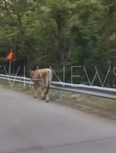 Ένα πλάσμα σε δρόμο στην Εύβοια