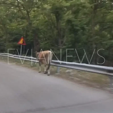 Ένα πλάσμα σε δρόμο στην Εύβοια