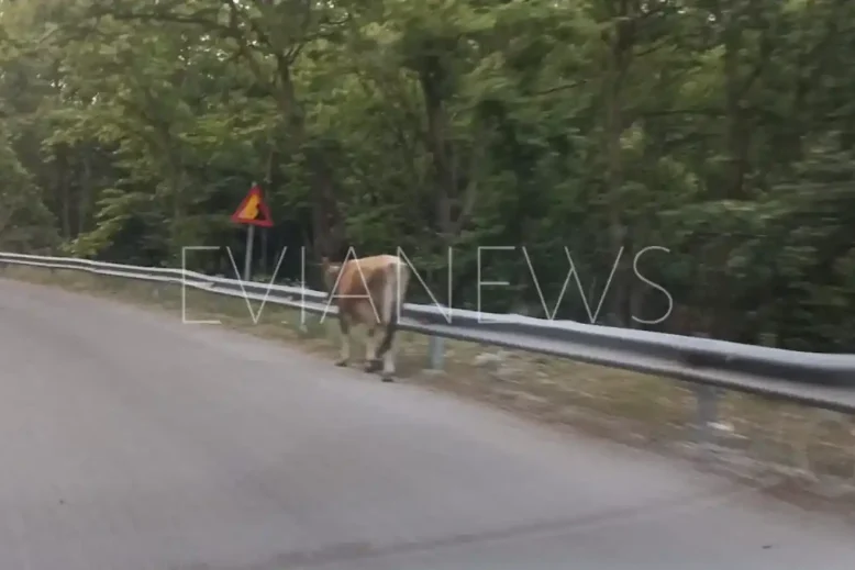 Ένα πλάσμα σε δρόμο στην Εύβοια