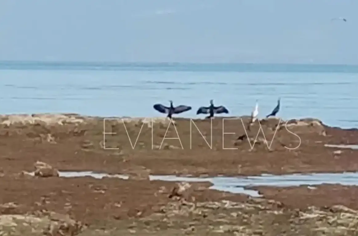 Πουλιά Χαλκίδα