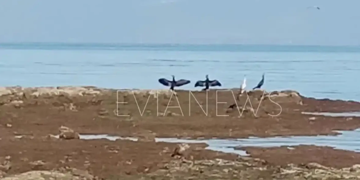 Πουλιά Χαλκίδα