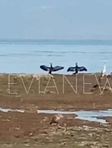 Πουλιά Χαλκίδα