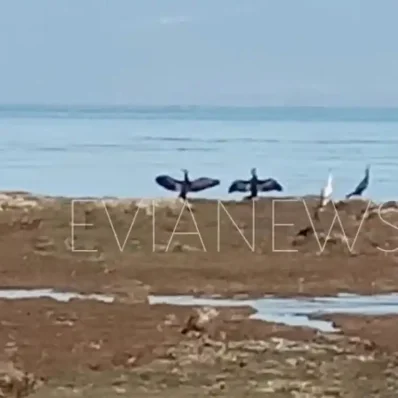 Πουλιά Χαλκίδα