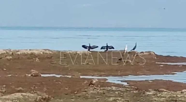 Πουλιά Χαλκίδα