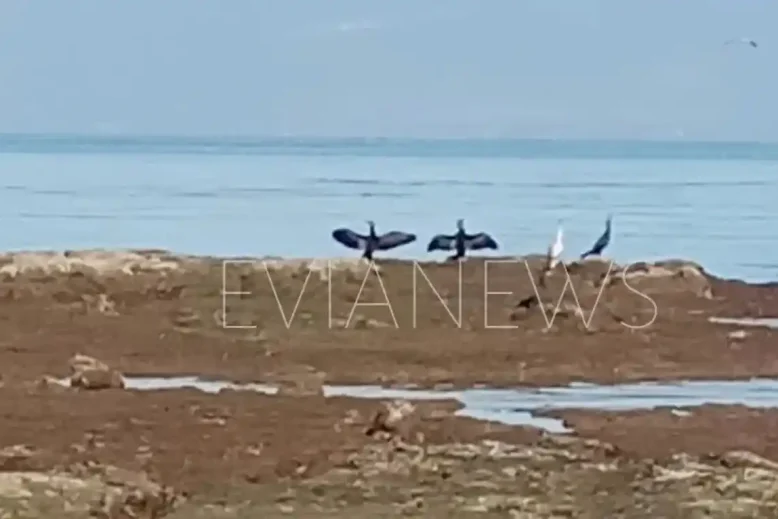 Πουλιά Χαλκίδα