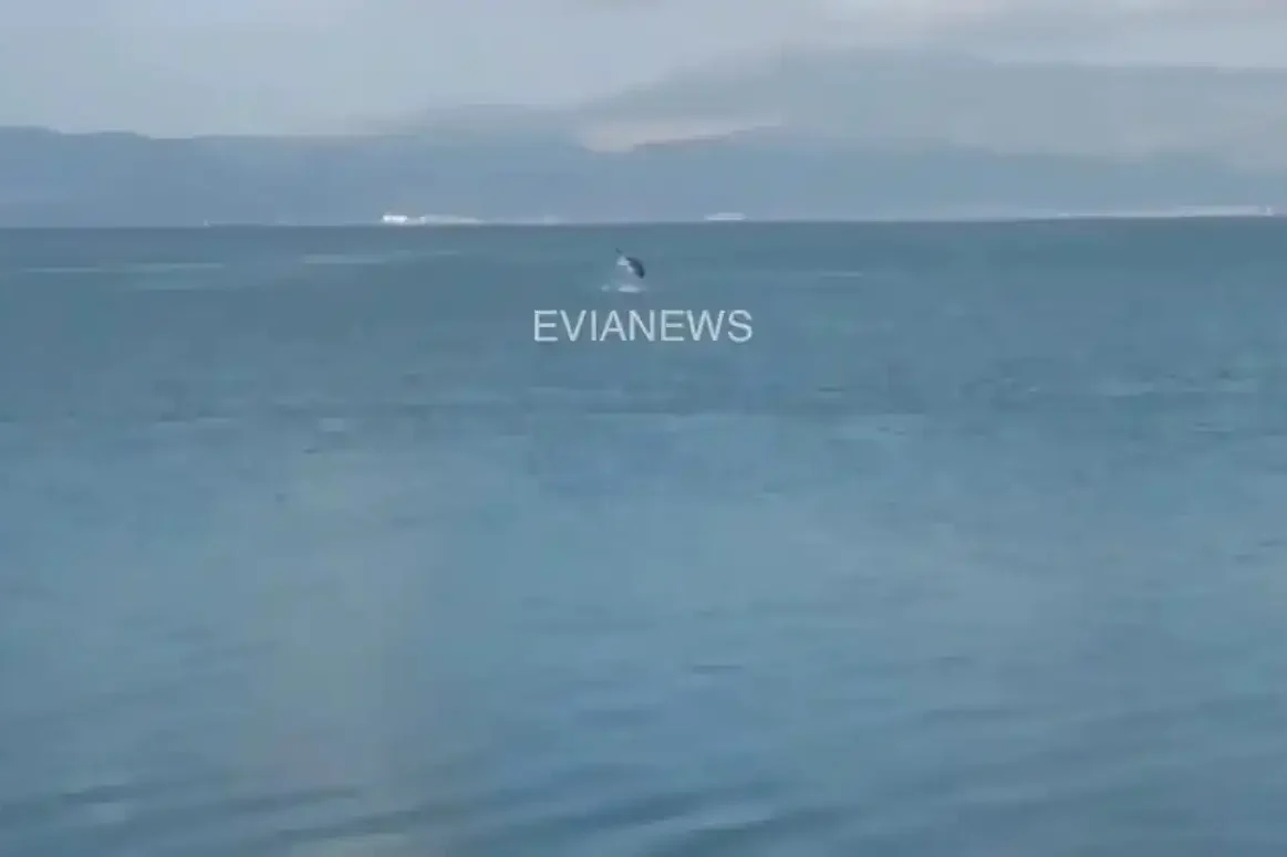 Ένα γιγάντιο ψάρι στην Εύβοια