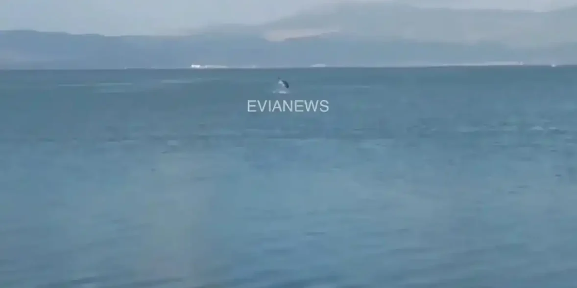 Ένα γιγάντιο ψάρι στην Εύβοια