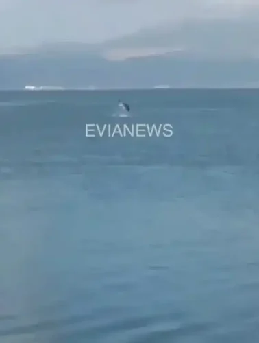 Ένα γιγάντιο ψάρι στην Εύβοια