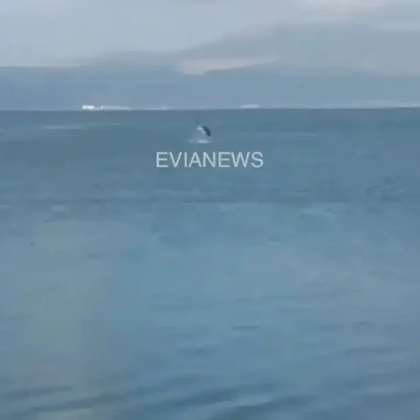 Ένα γιγάντιο ψάρι στην Εύβοια