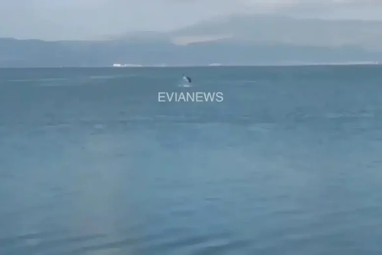 Ένα γιγάντιο ψάρι στην Εύβοια