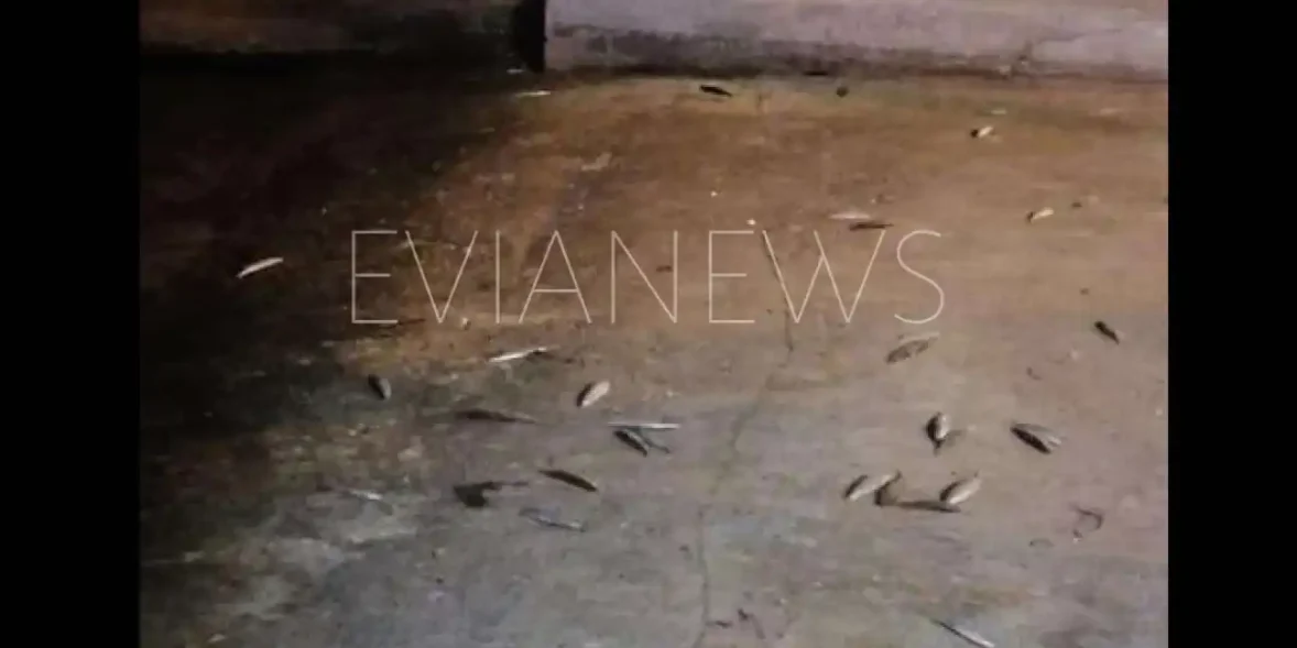 Ψάρια στην παλιά γέφυρα της Χαλκίδας