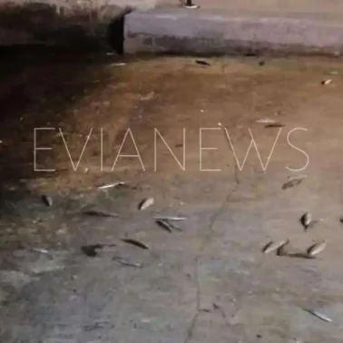 Ψάρια στην παλιά γέφυρα της Χαλκίδας