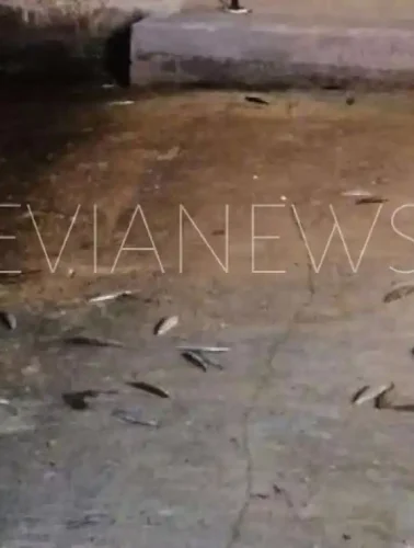 Ψάρια στην παλιά γέφυρα της Χαλκίδας