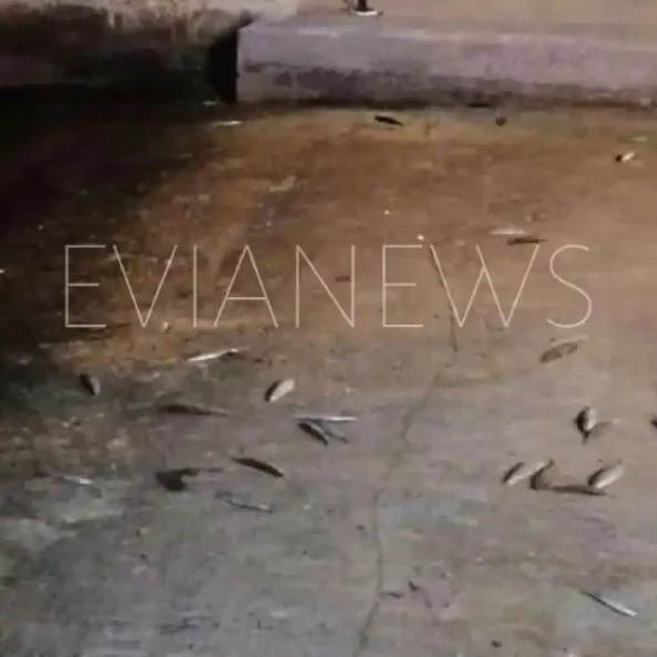 Ψάρια στην παλιά γέφυρα της Χαλκίδας