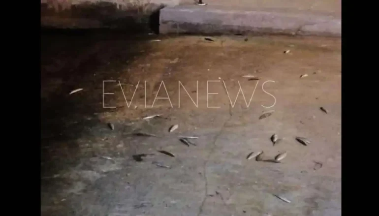 Ψάρια στην παλιά γέφυρα της Χαλκίδας