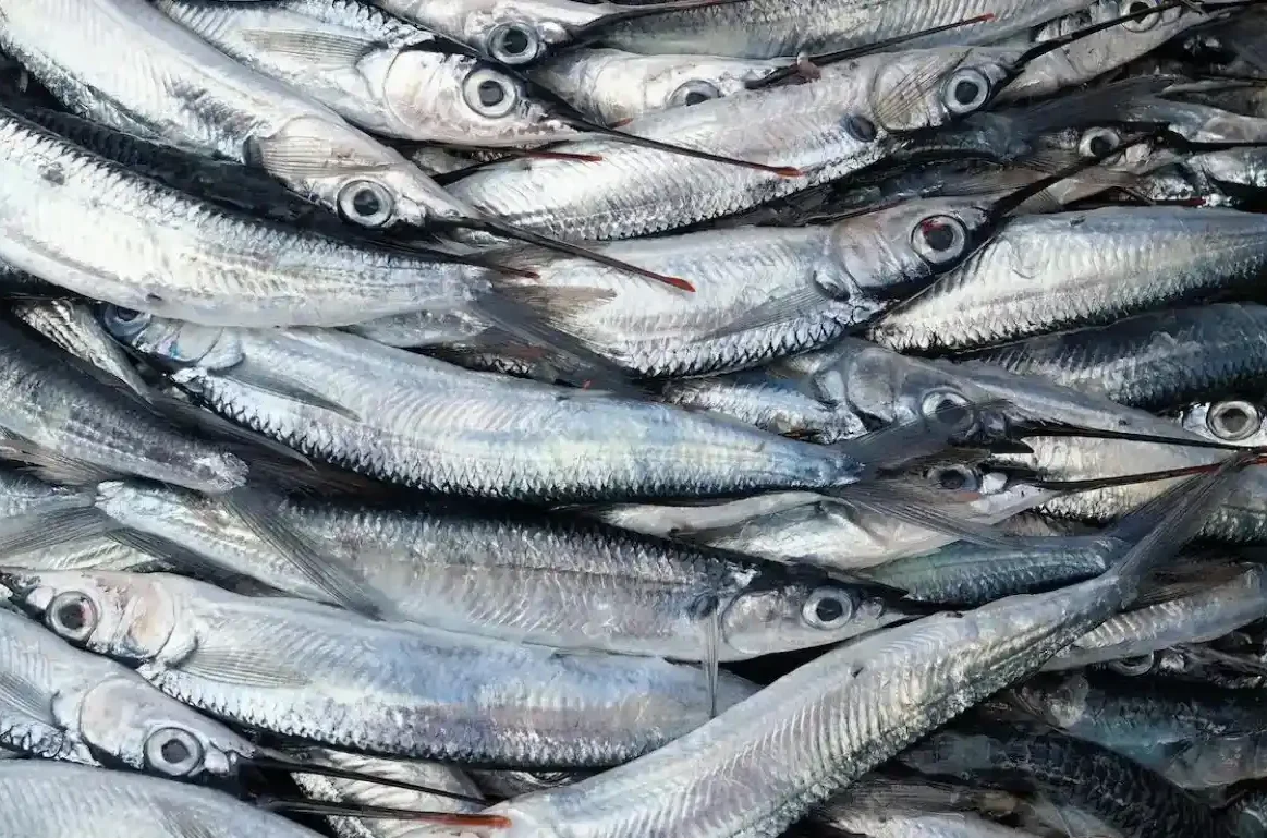 Αυτά τα ψάρια που θα βρεις στην Εύβοια κάνουν θαύματα στην καρδιά μας