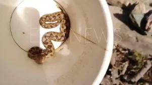 Ο τρομακτικός κουβάς με το φίδι στην Εύβοια