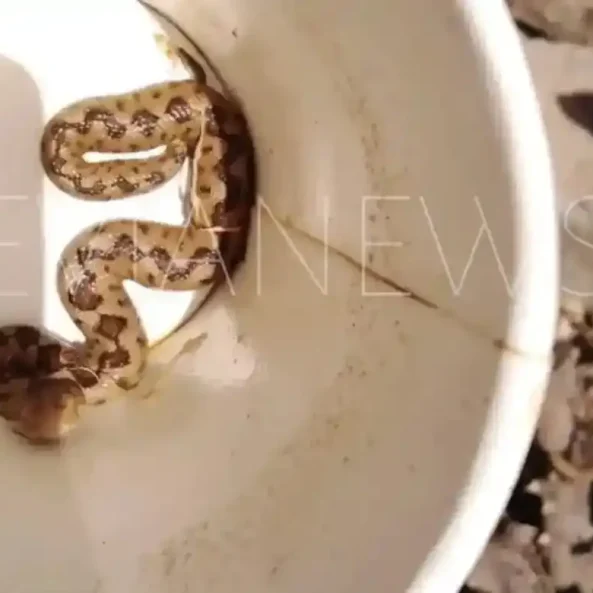 Ο τρομακτικός κουβάς με το φίδι στην Εύβοια