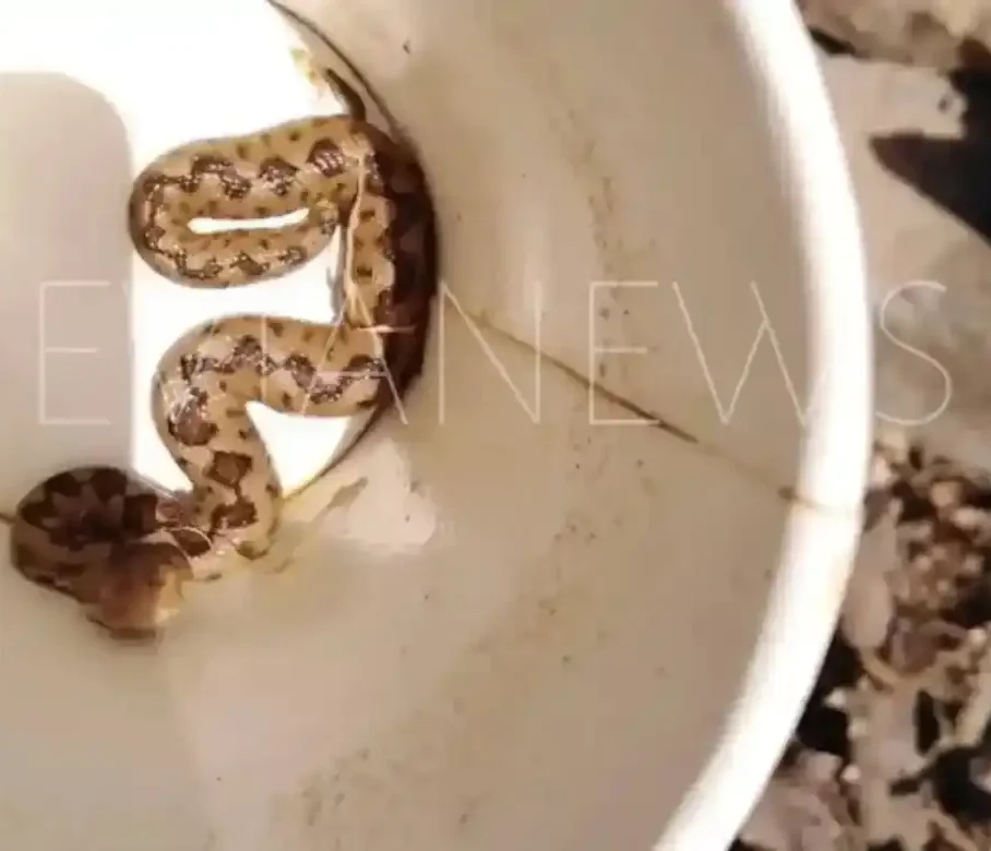 Ο τρομακτικός κουβάς με το φίδι στην Εύβοια