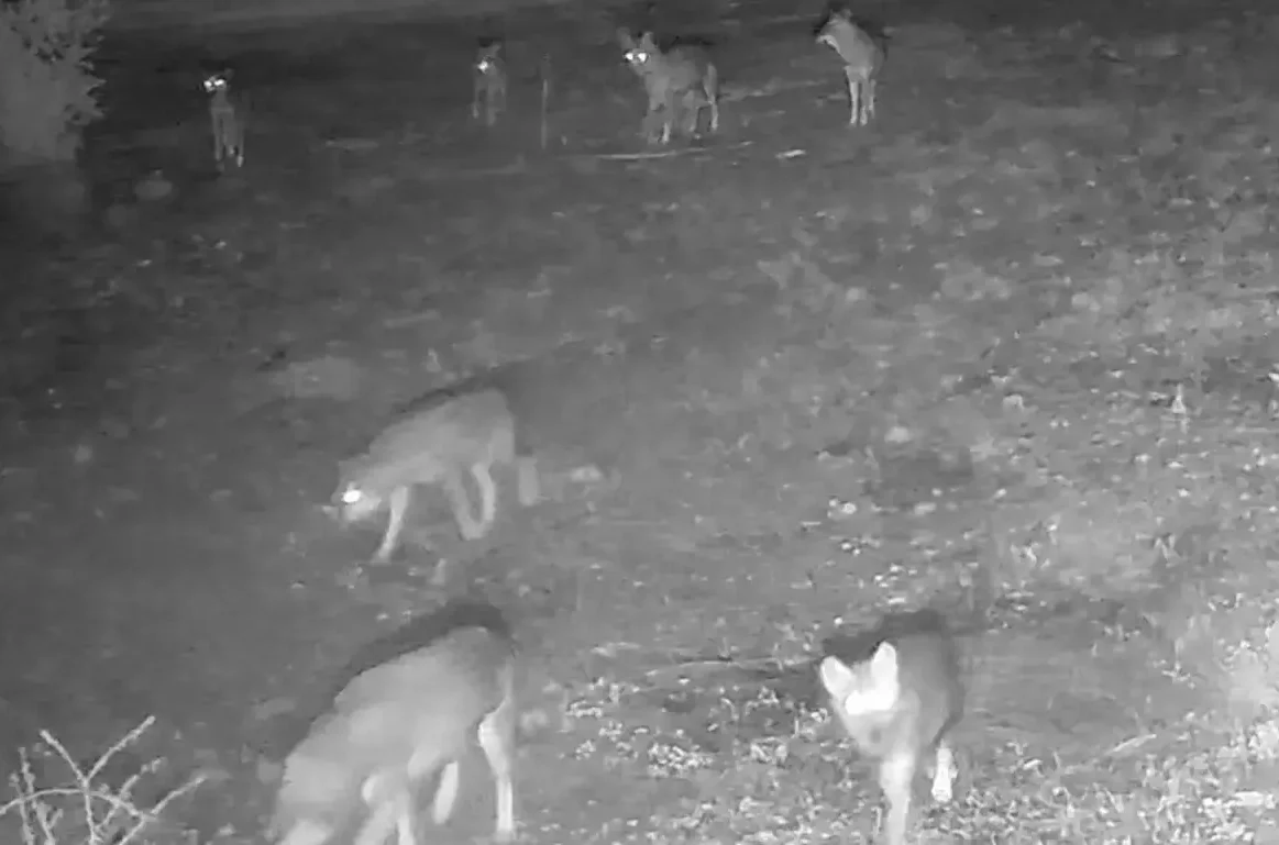 Η πιο τρομακτική στιγμή με λύκους